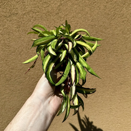 Hoya wayetii Tricolor Hoja P9