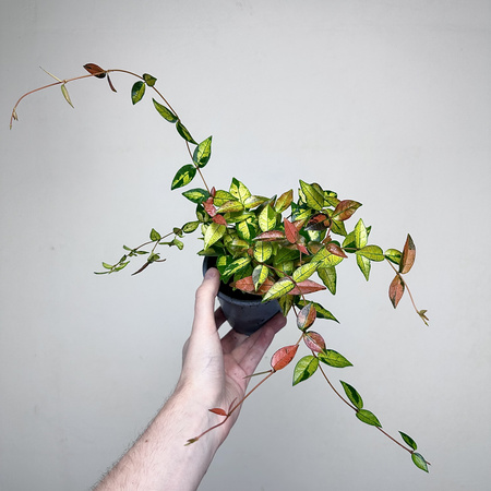 Jaśmin Azjatycki Summer Sunset Trachelospermum asiaticum P11