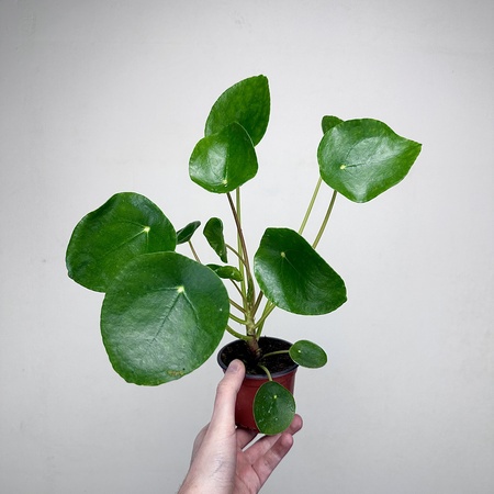 Pilea Peperomioides Pieniążek P9