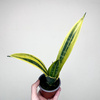 Sansevieria trifasciata Golden Flame Sansewieria P9