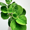Peperomia obtusifolia Lemon Lime Peperomia tępolistna