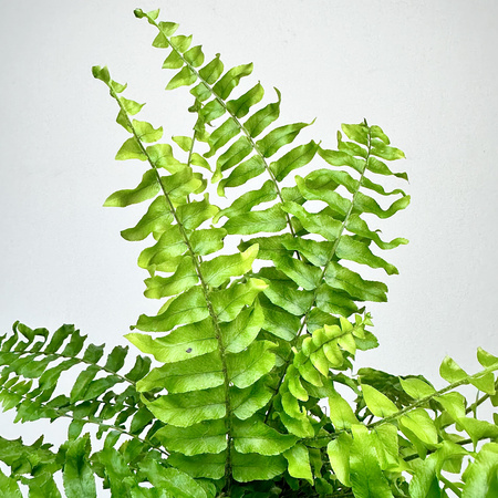 Paproć Boston Blue Bell Nephrolepis Exaltata P9