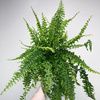 Paproć Królewska Nephrolepis P12