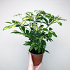 Schefflera Gerda Szeflera P13