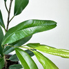Ficus Amstel King Fikus binnendijkii P13