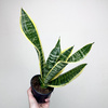 Sansevieria Futura Superba Sansewieria P12