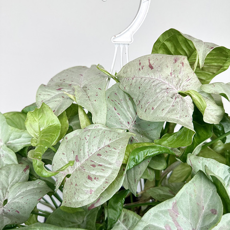 Syngonium Milk Confetti Zroślicha P19 wisząca