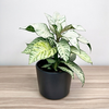 Aphelandra squarrosa White Wash Afelandra P12