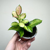 Hoya Australis Lisa Hoja P9