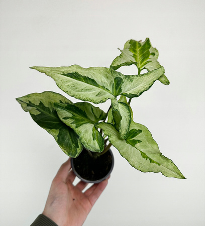 Syngonium Three Kings Zroślicha P9