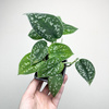 Scindapsus Pictus Argyraeus Scindapsus pstry P7