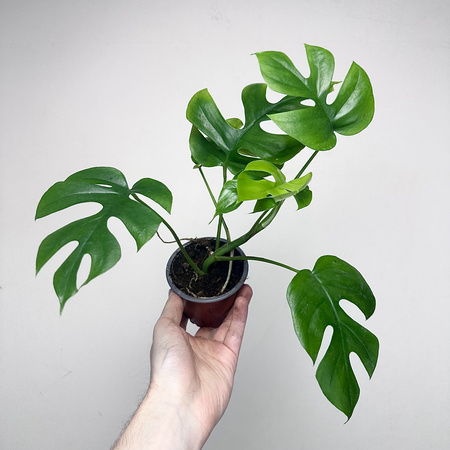 Monstera Minima Rhaphidophora tetrasperma P9