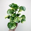 Peperomia obtusifolia Marble Variegata P9