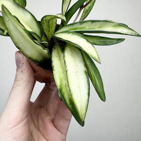 Hoya wayetii Tricolor Hoja P6