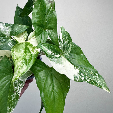 Syngonium Variegata Zroślicha P12