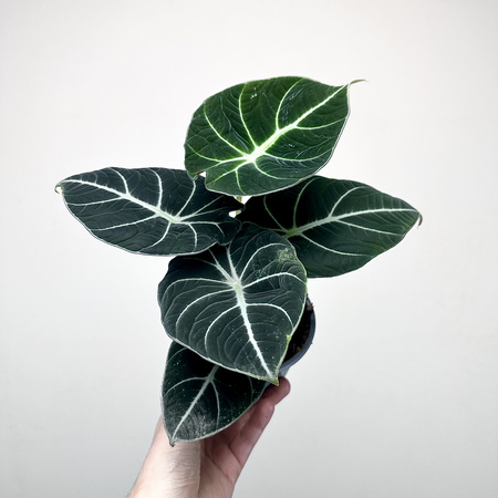 Alocasia reginula Black Velvet Alokazja P11