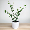 Ficus Benjamina Barok Figowiec Fikus P12