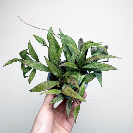 Hoya Parviflora Splash Hoja P9