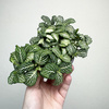 Fittonia Fitonia biało-zielona