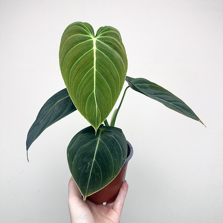 Philodendron Melanochrysum Filodendron P12