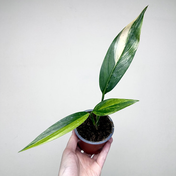 Epipremnum amplissimum Variegata P9