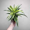 Dracaena fragrans Lemon Surprise Dracena P11