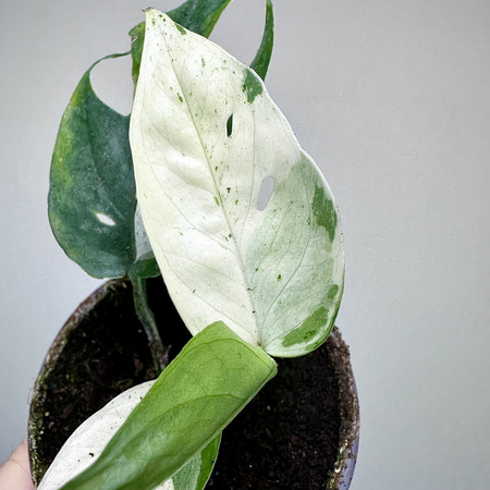 Epipremnum pinnatum Marble Variegata P9