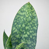 Sansevieria masoniana Sanseweria P12