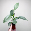 Philodendron Silver Queen Filodendron P9
