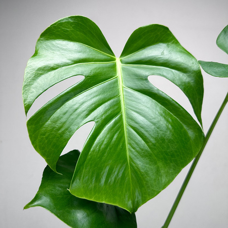 Monstera deliciosa Tauerii Dziurawa P12