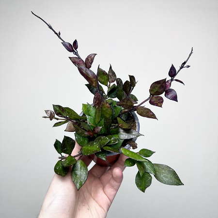 Hoya krohniana Black Leaves Hoja P9