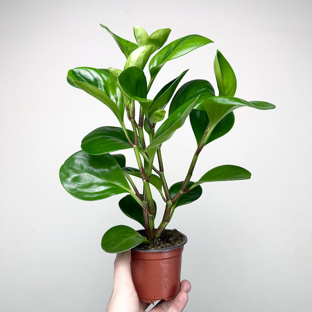 Peperomia obtusifolia Lemon Lime Peperomia tępolistna P9