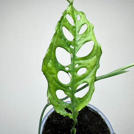 Monstera obliqua Peru P9