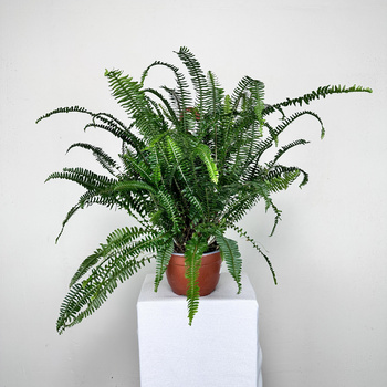 Paproć Kimberly Queen P19 wisząca