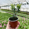 Pomarańcza Chinotto Citrus Myrtifolia P9