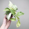 Epipremnum aureum Snow Queen P9
