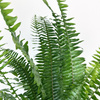Paproć Cordata Nephrolepis exaltata P13