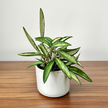 Hoya wayetii Tricolor Hoja P6