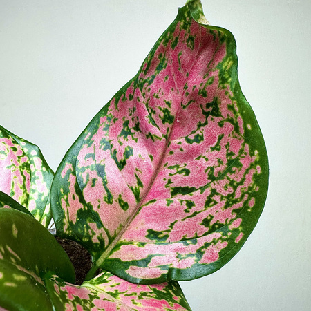 Aglaonema Zircon Red Aglonema P9
