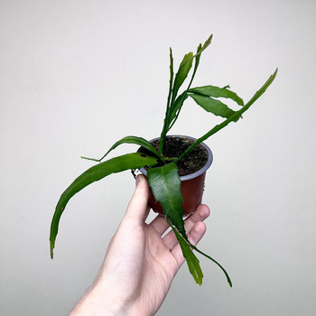 Disocactus quetzaltecus P9