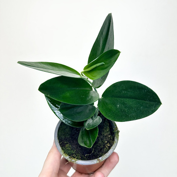 Scindapsus Treubii Dark Form P9