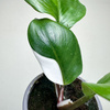 Philodendron White Knight Filodendron P9