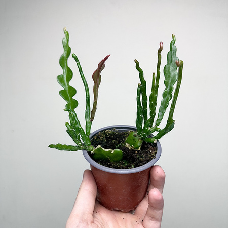 Epiphyllum anguliger Kaktus Zygzak