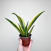 Sansevieria trifasciata Golden Flame Sansewieria P9