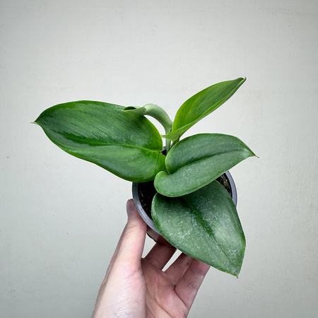 Scindapsus Treubii Moonlight P9