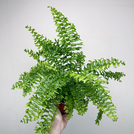 Paproć Nephrolepis biserrata Fishtail P13