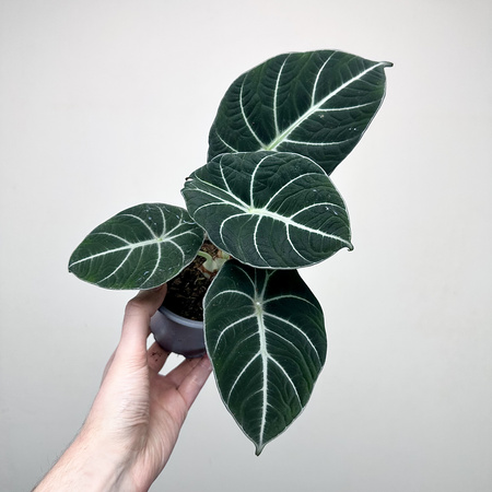 Alocasia reginula Black Velvet Alokazja P11