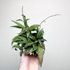 Hoya Parviflora Splash Hoja P9