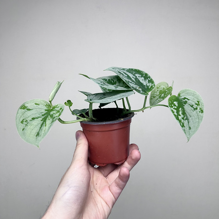 Scindapsus pictus Silver Ann Scindapsus pstry P9