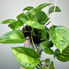 Epipremnum pinnatum Global Green P17 wisząca